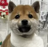 柴犬(標準サイズ)