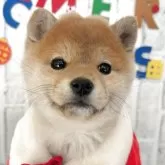 柴犬(標準サイズ)