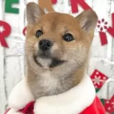 柴犬(標準サイズ)