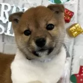 柴犬(標準サイズ)