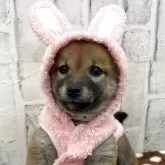 柴犬(標準サイズ)