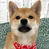 柴犬(標準サイズ)