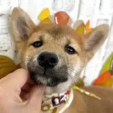 柴犬(標準サイズ)