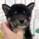 柴犬(標準サイズ)
