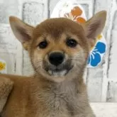 柴犬(標準サイズ)