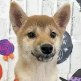 柴犬(標準サイズ)