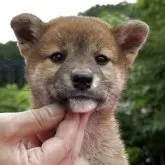 柴犬(標準サイズ)