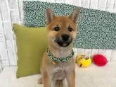 柴犬(標準サイズ)【東京都・男の子・2024年12月15日・赤】の写真3
