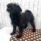 ミックス(トイプードル×柴犬)【東京都・女の子・2025年8月28日・ブラック】の写真6