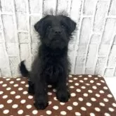 ミックス(トイプードル×柴犬)【東京都・女の子・2025年8月28日・ブラック】の写真2