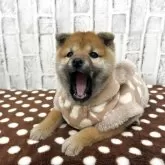 柴犬(標準サイズ)【東京都・女の子・2025年9月18日・赤】の写真4