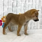 柴犬(標準サイズ)【東京都・男の子・2025年6月5日・赤】の写真5