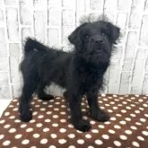 ミックス(トイプードル×柴犬)【東京都・女の子・2025年8月28日・ブラック】の写真3