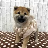 柴犬(標準サイズ)【東京都・女の子・2025年9月18日・赤】の写真7