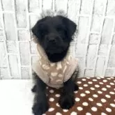 ミックス(トイプードル×柴犬)【東京都・女の子・2025年8月28日・ブラック】の写真8