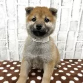 柴犬(標準サイズ)【東京都・女の子・2025年9月18日・赤】の写真9