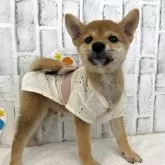 柴犬(標準サイズ)【東京都・女の子・2025年6月13日・赤】の写真9