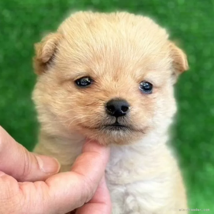 ID:2406-03435の子犬