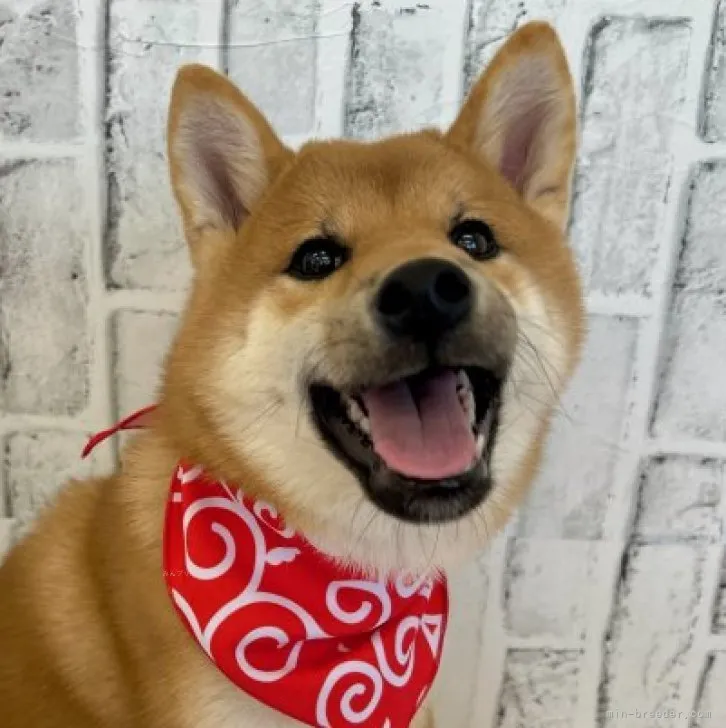 ID:2310-00471の子犬