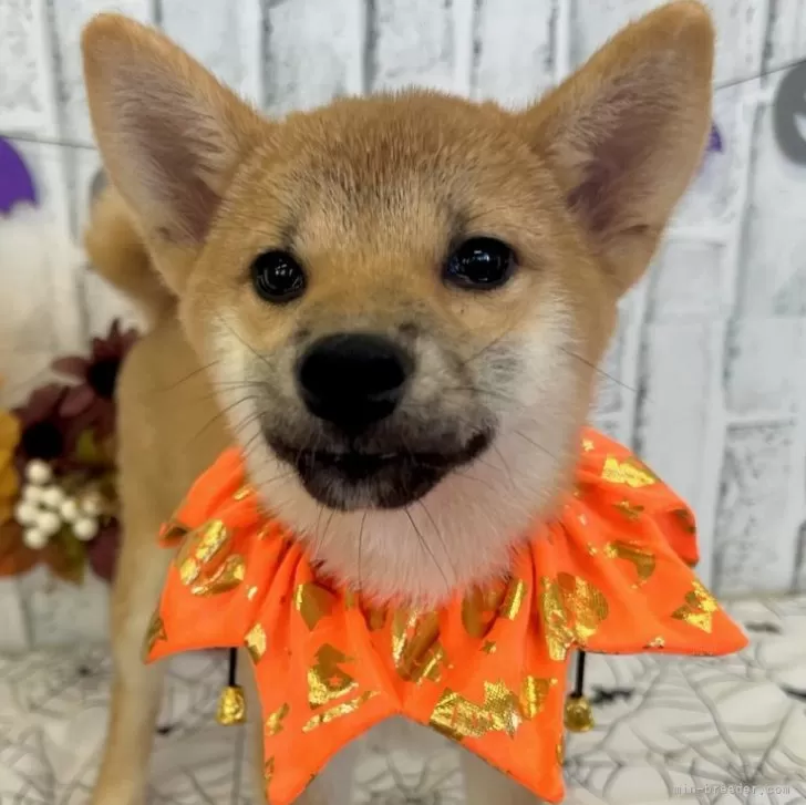 ID:2406-07077の子犬