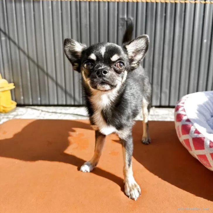 チワワ(スムース)【滋賀県・男の子・2025年2月17日・ブラックタンホワイト】の写真1「可愛さ💯😊」