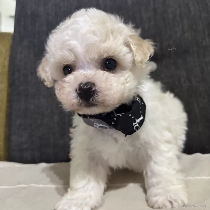 ID：2503-06776の子犬