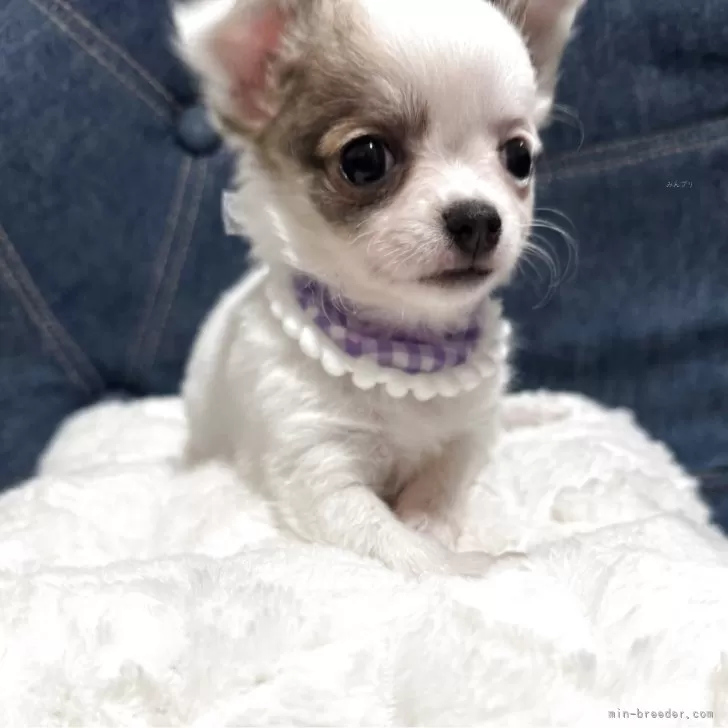YOKO 様のお迎えした子犬