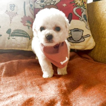 ビションフリーゼ【滋賀県・男の子・2025年3月3日・ホワイト】の写真「可愛いお顔の男の子🐶✨❤️
ちびっ子くんです」