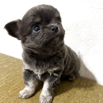 チワワ(ロング)【滋賀県・男の子・2025年10月31日・ブルータン】の写真「綺麗なカラー可愛い男の子🩵
レアカラー✨」