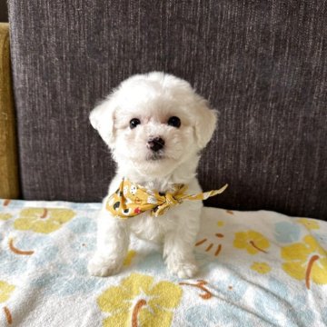 ビションフリーゼ【滋賀県・男の子・2025年3月3日・ホワイト】の写真「クリクリお目目🐶
お鼻色素これから上がります🫶」
