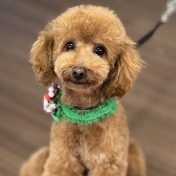 トイプードル(タイニー)【滋賀県・男の子・2025年3月27日・レッド】の写真「甘えん坊な僕です♪」