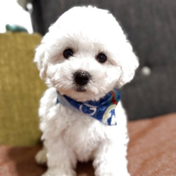 ビションフリーゼ【滋賀県・男の子・2025年2月2日・ホワイト】の写真「もふもふボーイ🐶
まん丸で可愛い子です❤️」