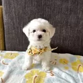 ビションフリーゼ