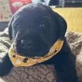 ラブラドールレトリバー【滋賀県・男の子・2025年1月25日・ブラック】の写真1「はじめまして」