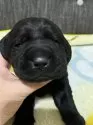 ラブラドールレトリバー【滋賀県・男の子・2025年1月25日・ブラック】の写真7