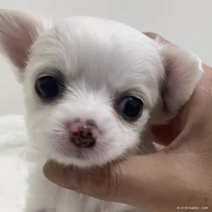 ID：2312-03827の子犬