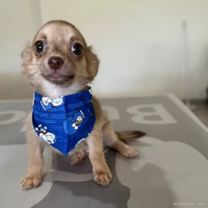 ID:2407-01775の子犬