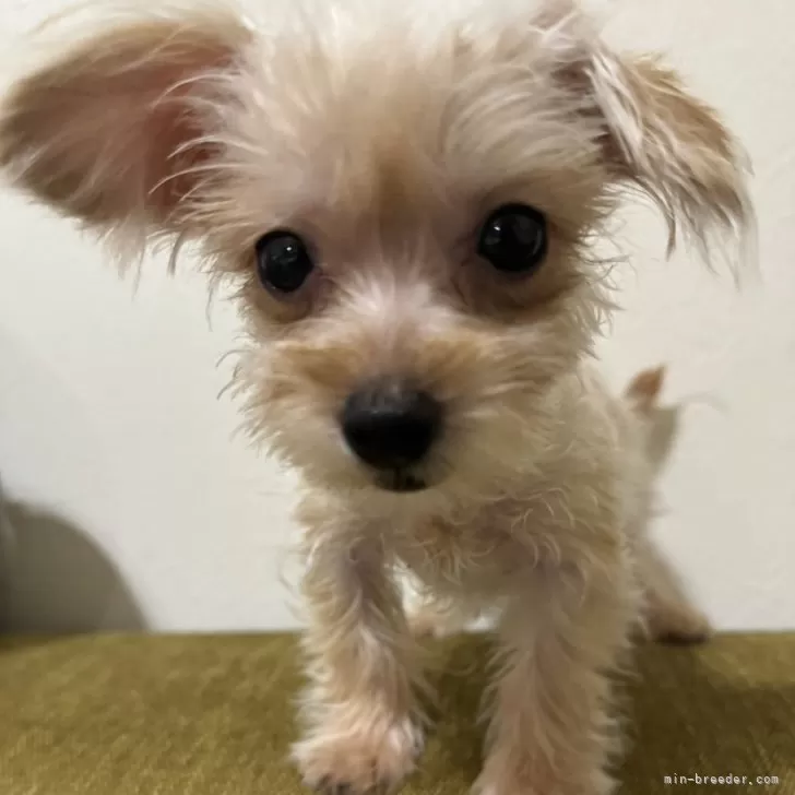 yun 様のお迎えした子犬