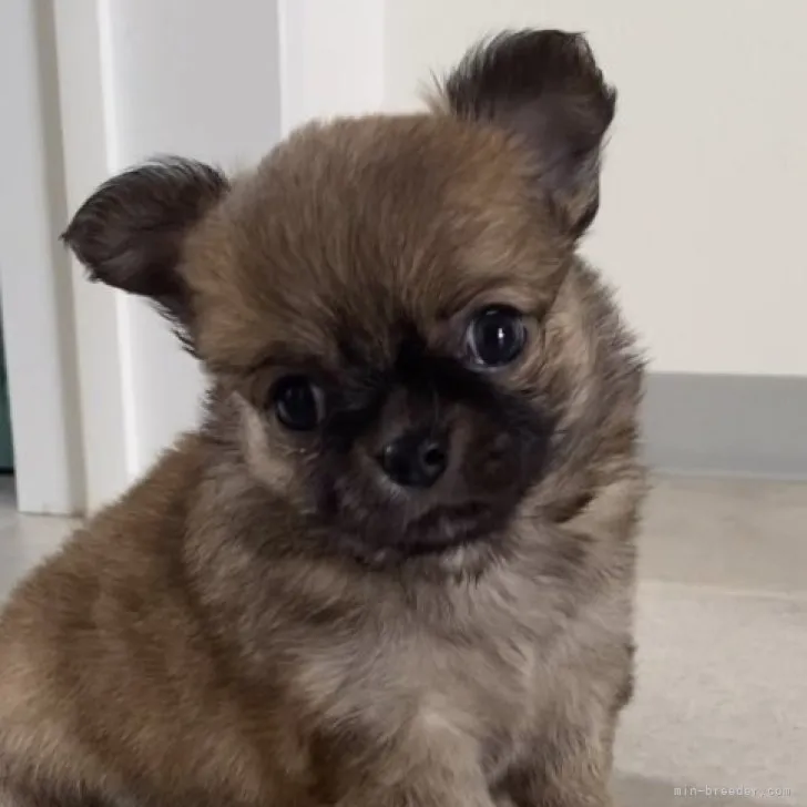 ID：2306-01362の子犬