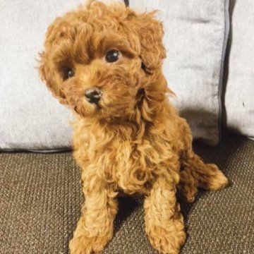 トイプードル(トイ)【滋賀県・男の子・2023年5月25日・レッド】の写真「毛量も多く可愛いです。
しっかりした男の子」