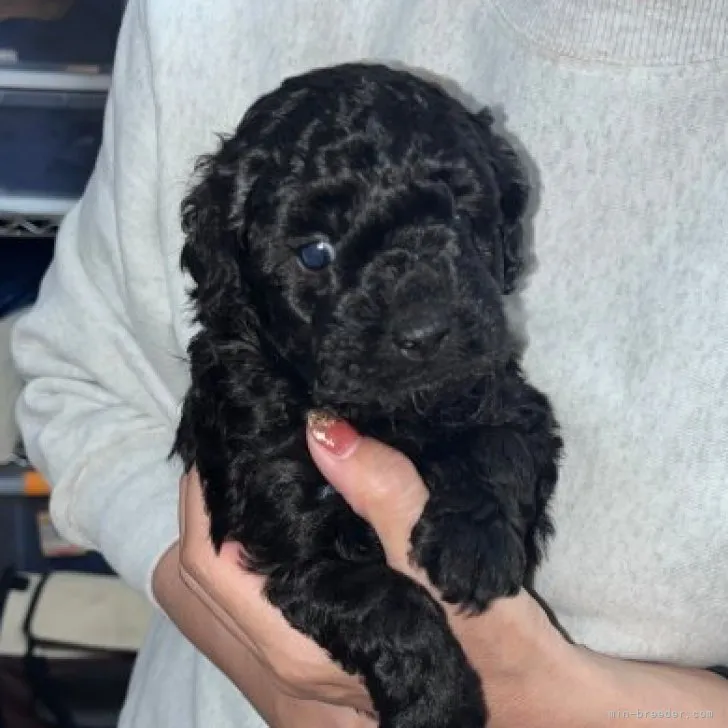 ID：2304-02906の子犬