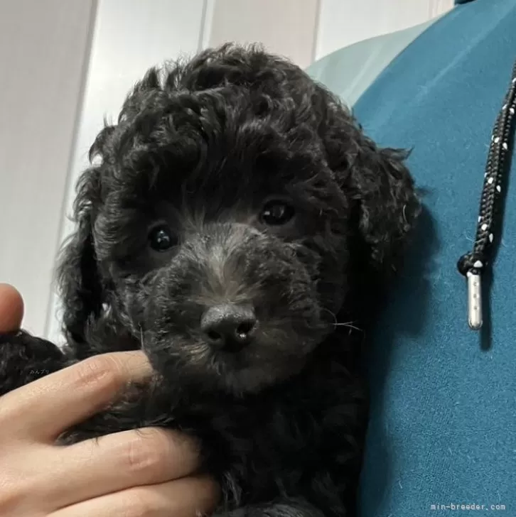 ID:2406-02896の子犬
