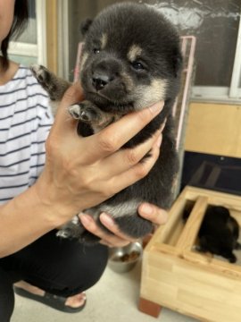 柴犬(標準サイズ)【滋賀県・女の子・2022年8月6日・黒】の写真「お顔が可愛いくて黒と白がはっきりしています。」