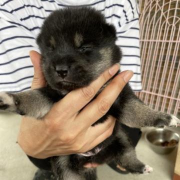 柴犬(標準サイズ)【滋賀県・男の子・2022年8月6日・黒】の写真「３人姉弟のお兄ちゃんでぽっちゃりさんです」