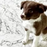 ボーダーコリー