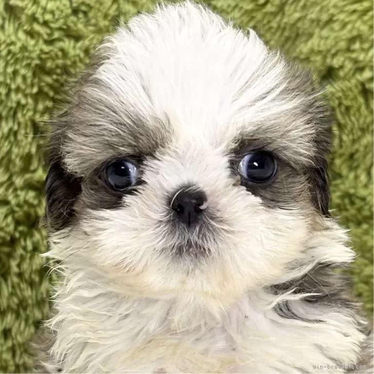 シーズー【愛知県・女の子・2025年10月6日・ゴールド&amp;ホワイト】の写真1