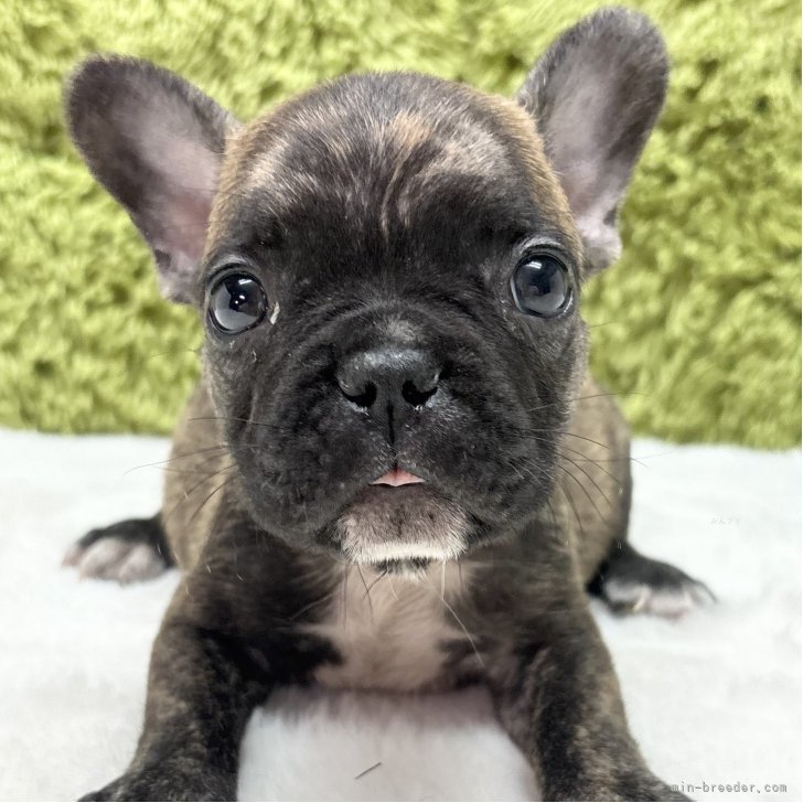 ブリーダー画像