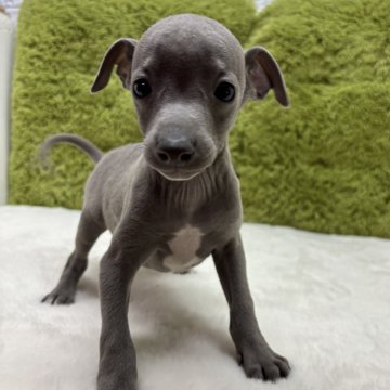 イタリアングレーハウンド【愛知県・女の子・2025年10月1日・ブルー&ホワイト】の写真「つぶらな瞳がたまりません🥹」