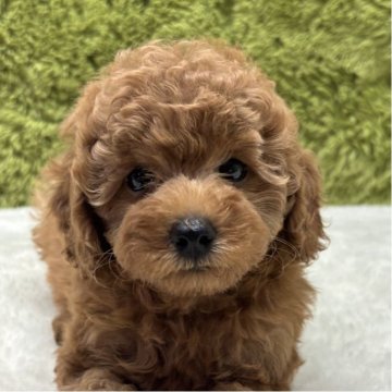 トイプードル(トイ)【愛知県・女の子・2025年7月28日・レッド】の写真「毛量抜群🐶」