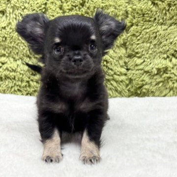 チワワ(ロング)【愛知県・男の子・2025年6月4日・ブラックタン】の写真「毛量抜群🐶」